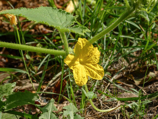 Bright Yellow Cucumber Blossom Amidst Green Vines and Foliage