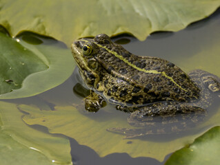 Grenouille verte