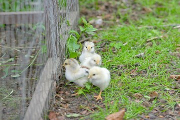 Adorable group of colorful baby chicks gathered near a wire fence, curiously looking at a hen inside. Natural outdoor setting with green leaves and earthy ground. Cute farm animal scene.