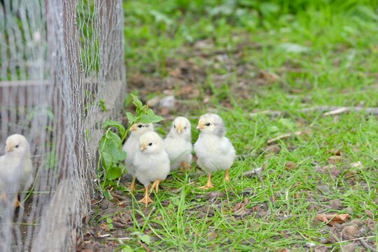 Adorable group of colorful baby chicks gathered near a wire fence, curiously looking at a hen inside. Natural outdoor setting with green leaves and earthy ground. Cute farm animal scene.