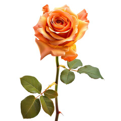 Single peach-orange rose, detailed