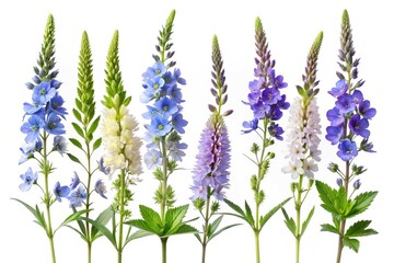 Naklejka premium Collection of Speedwell flowers in a variety of colors and arrangements