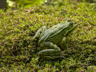 Grenouille verte