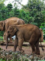 Asian Elephant in Zoo Habitat Surrounded by Lush Greenery, Captive Wildlife in Naturalistic Enclosure, Conservation and Education Concept