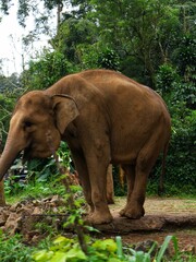Asian Elephant in Zoo Habitat Surrounded by Lush Greenery, Captive Wildlife in Naturalistic Enclosure, Conservation and Education Concept