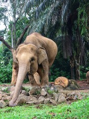 Asian Elephant in Zoo Habitat Surrounded by Lush Greenery, Captive Wildlife in Naturalistic Enclosure, Conservation and Education Concept