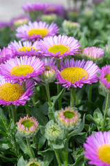 Obraz premium Close up of beach aster (erigeron glaucus) flowers in bloom