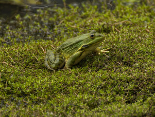 Grenouille verte