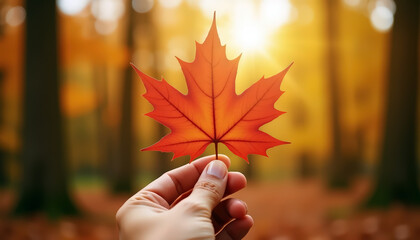 Autumn serenity: hand holding vibrant maple leaf in tranquil forest with sunlight
