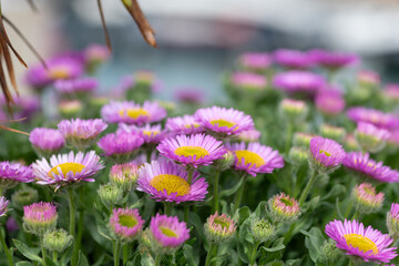 Obraz premium Beach aster (erigeron glaucus) flowers in bloom 