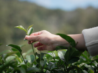 Close-up shot of young hands picking tea leaves