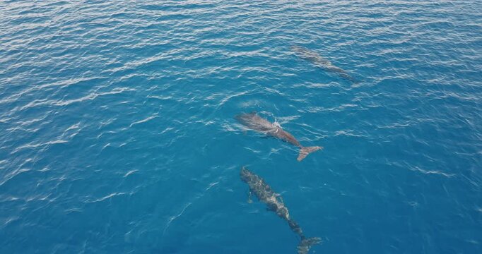 Aerial drone footage captures two pilot whales swimming near the surface in clear blue ocean water, showcasing the beauty and grace of marine wildlife. Wild nature sea travel background. Slow motion