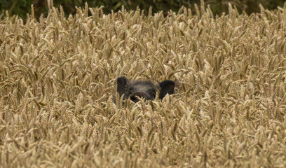 sanglier dans les blés
