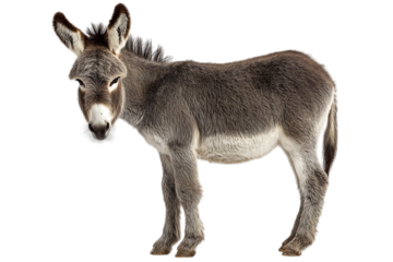 Grey donkey standing on black background