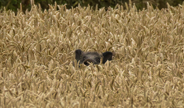sanglier dans les bl&eacute;s