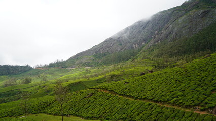 Obraz premium Lush Tea Plantations at the Base of a Rocky Mountain