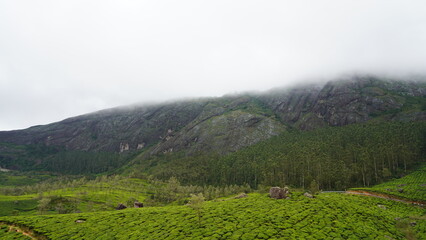 Obraz premium Mist-Covered Mountain Overlooking Lush Tea Plantations and Forest