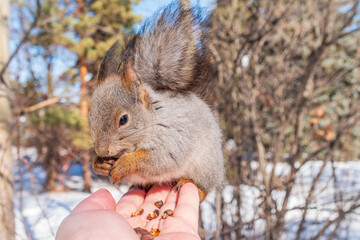 Squirrel eats nuts from a man's hand. Caring for animals in winter or autumn.