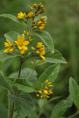 yellow flowers in the garden