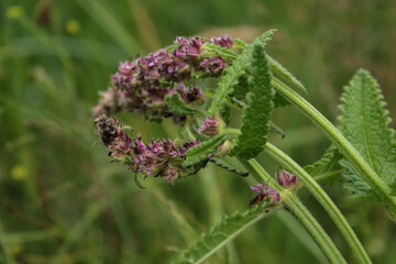 flowers in the forest