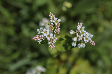 buckwheat blooms
