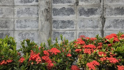 A potted red ixora stands in front of a weathered gray brick wall full of stains and peeling paint....
