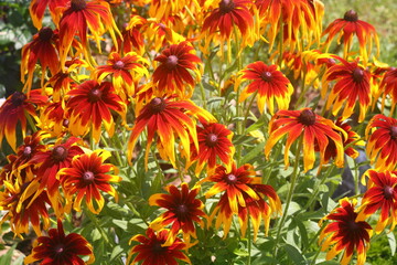 floriculture Rudbeckia plant background of yellow flowers, 2