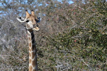 Giraffe (Giraffa camelopardalis) in the Etosha National Park