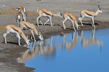 Springbok antelopes (Antidorcas marsupialis) drinking at a waterhole