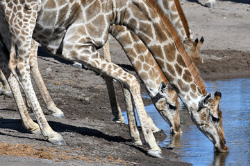 Giraffe (Giraffa camelopardalis) drinking at the waterhole