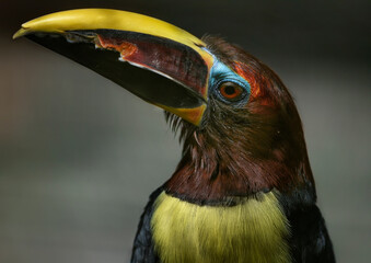 A close up of a Green Aracari