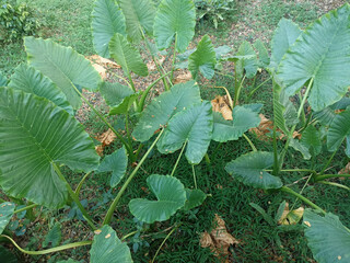 leaves of the sente giant taro plant