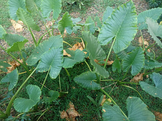 leaves of the sente giant taro plant