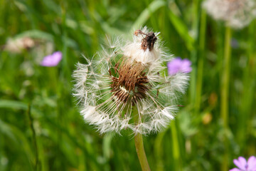 White flower. Close-up of dandelion seed head with parachutes ready to fly away in the wind....