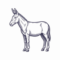 Fototapeta premium Standing donkey drawing on white background, showing domestic animal. Sketch artwork of this donkey illustration, featuring farm animal in side view. This donkey drawing represents simplicity,