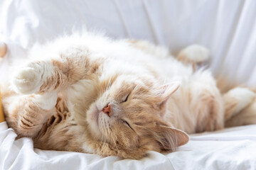 Adorable siberian cat sleeps in a strange position on a wicker armchair