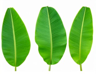 green banana leaves isolated on white background.
