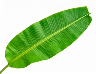 green banana leaf isolated on white background.
