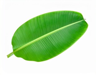 green banana leaf on white background