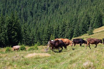 Cows grazing together on mountain meadow with dense evergreen forest background
