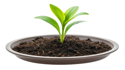 A small green seedling emerges from the soil on plate, a symbol of new life and growth in nature