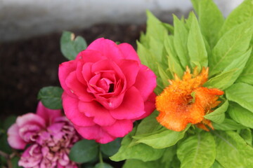 pink and yellow flowers