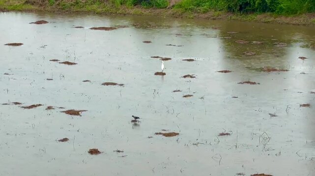 A white egret walks around a mud pond raining , video footage.