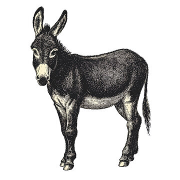 Vintage Donkey Silhouette with Textured Brush Edges and Tail Detail, Rustic Style, Isolated on Transparent Background