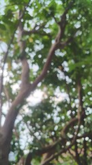 Fototapeta premium Blurred background, bokeh, from a guava tree with thick leaves in the yard, photo from below