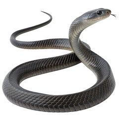 Fototapeta premium Snake, black mamba snake, close-up, transparent background