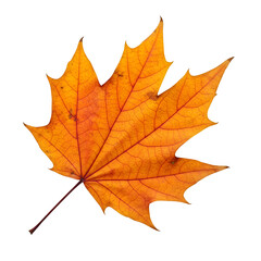 Fototapeta premium Single autumn leaf with warm colors and crisp texture, isolated on white/transparent —perfect for elegant seasonal poster and product designs.