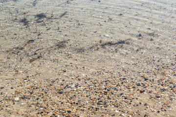 pebbles and shells on beach sand and shallow seawater