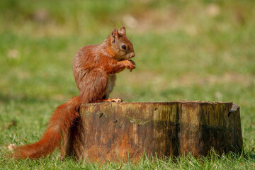 red squirrel in the park