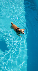 man swimming in pool